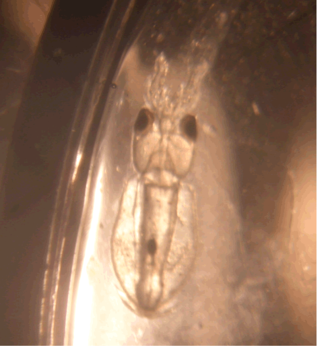 Loligo forbesis